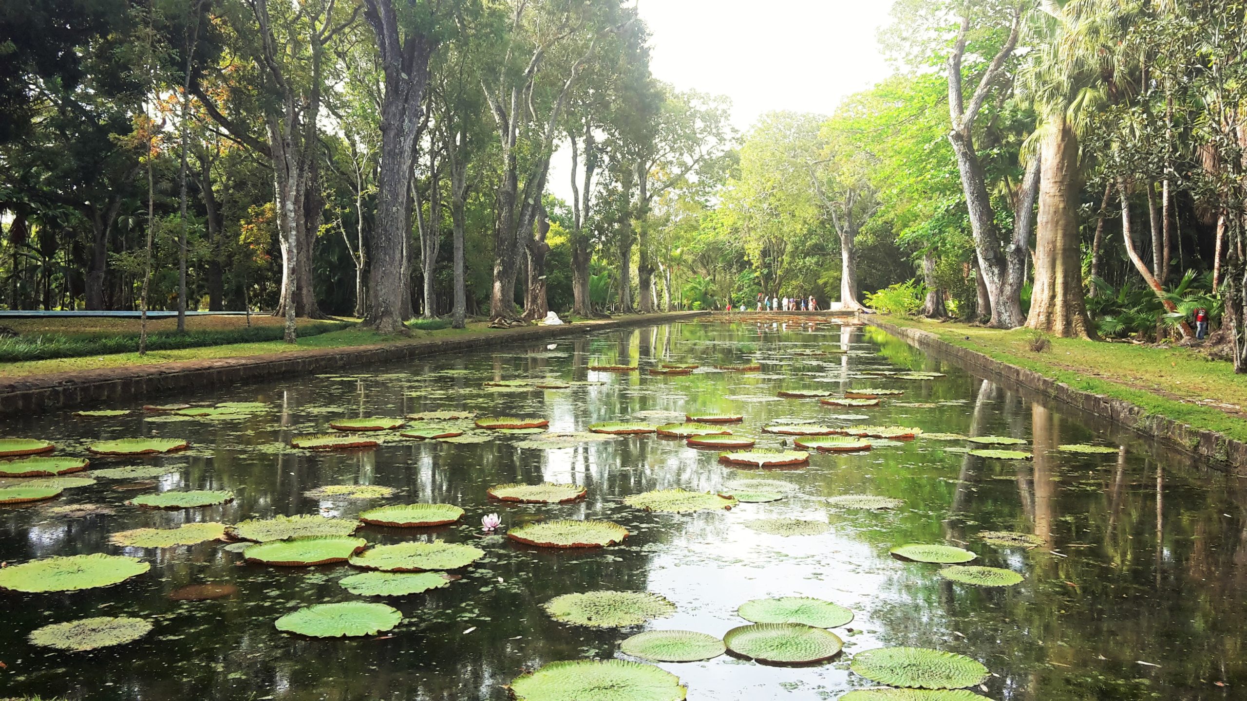 Wasserlilie
