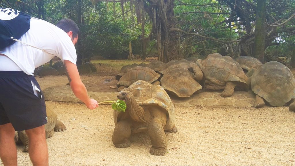 Schildkröten füttern