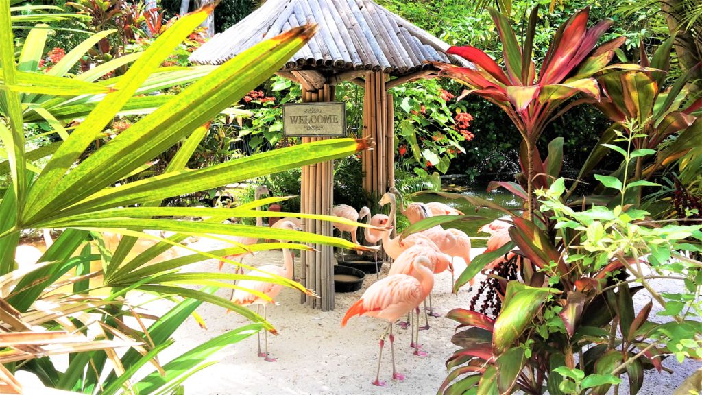 Flamingos Florida