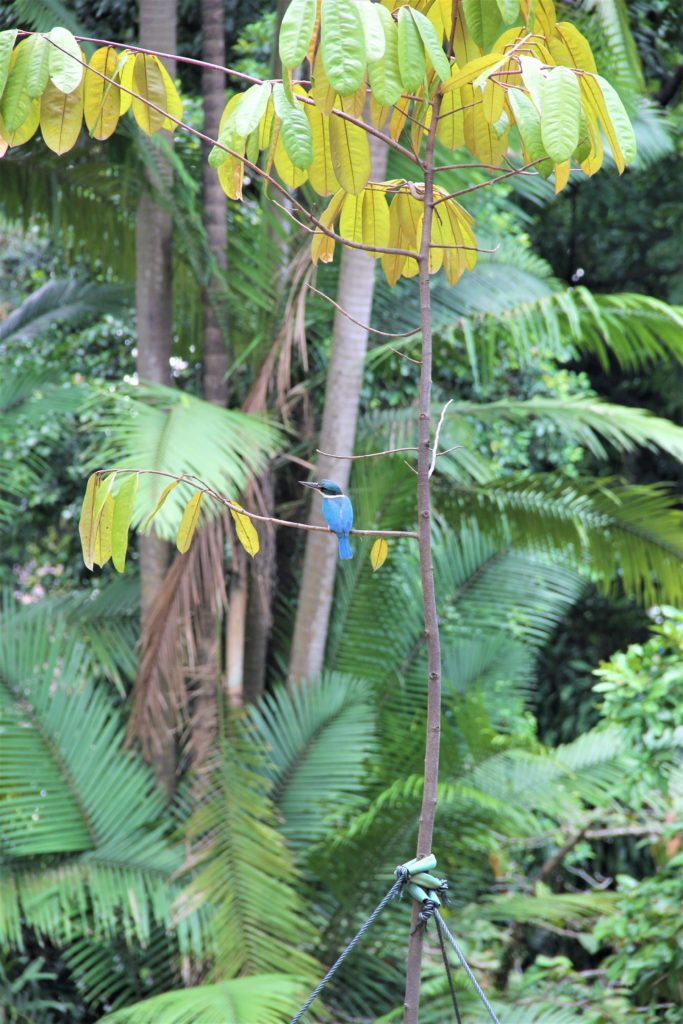 Botanical Garden Singapur