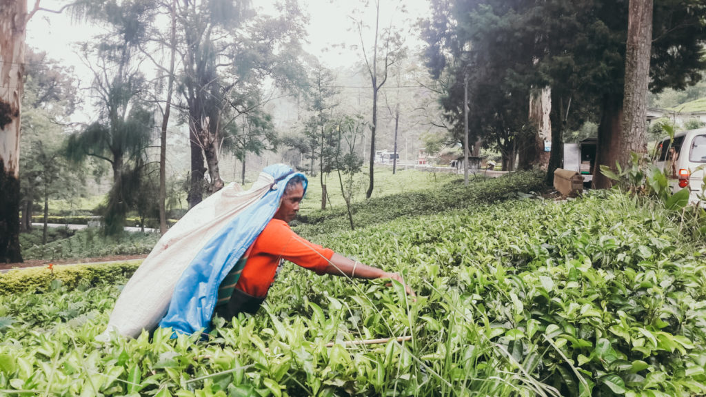 Teeplantagen Sri Lanka