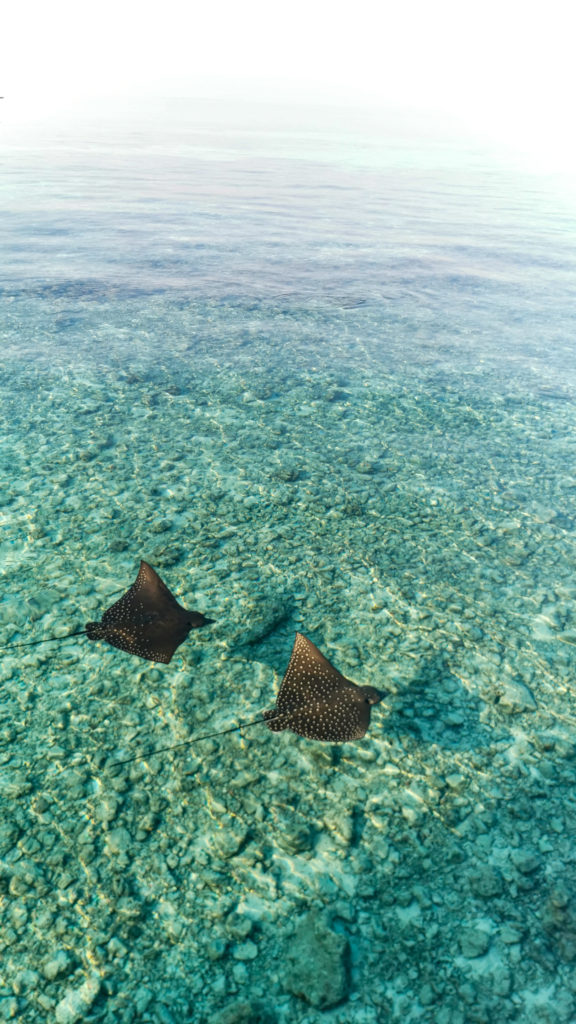 Stingray Maldives